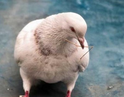 Industri daging merpati adalah salah satu industri unggas khusus baru
