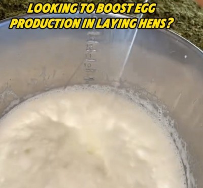 Ingin Meningkatkan Produksi Telur di Ayam?